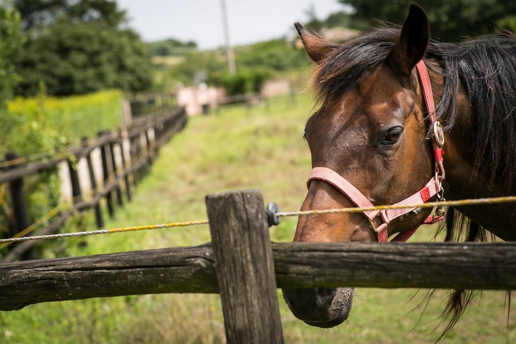 Agriturismo L.B.Stud Bracciano Kültér fotó